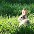 Baby Cottontail Bunny