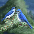 Mountain Bluebirds in Pinion Pines